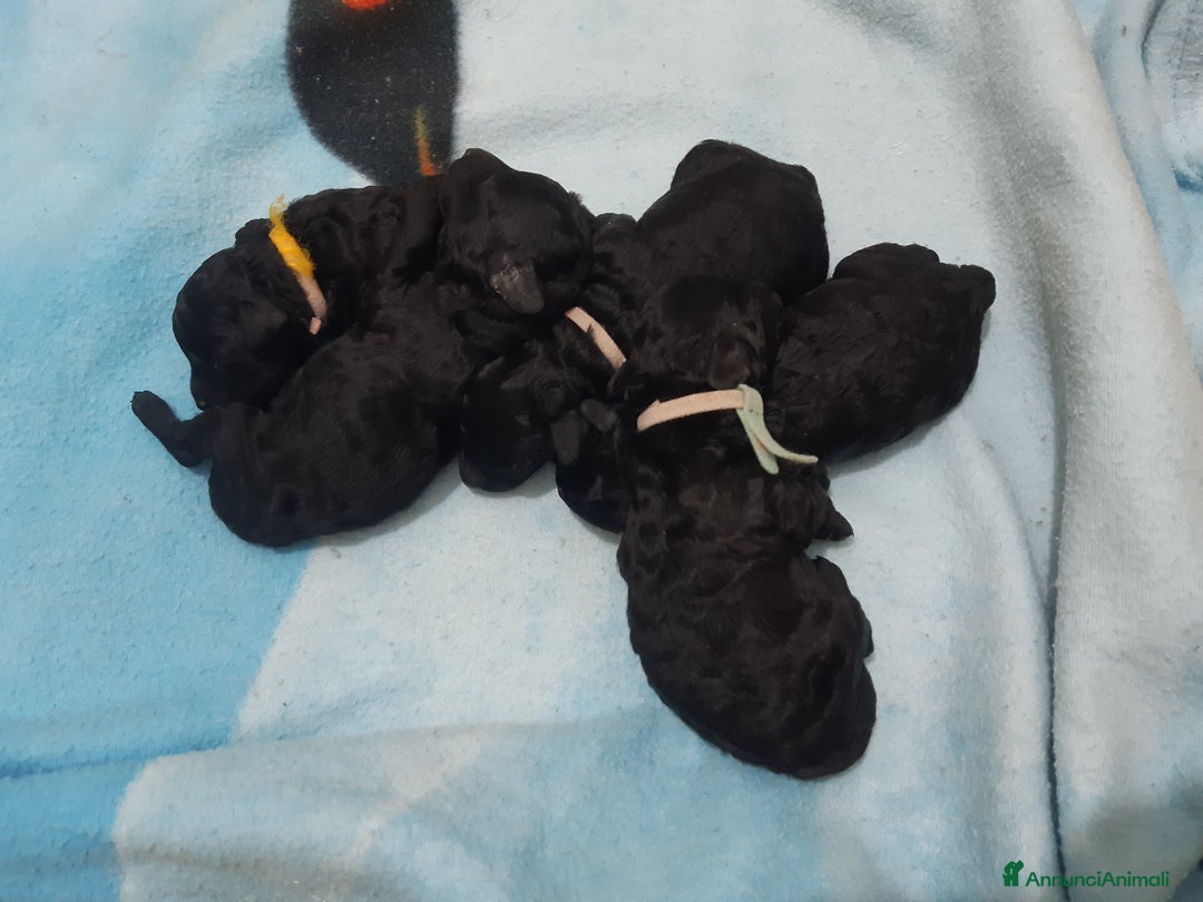 Immagine della galleria {{count}}