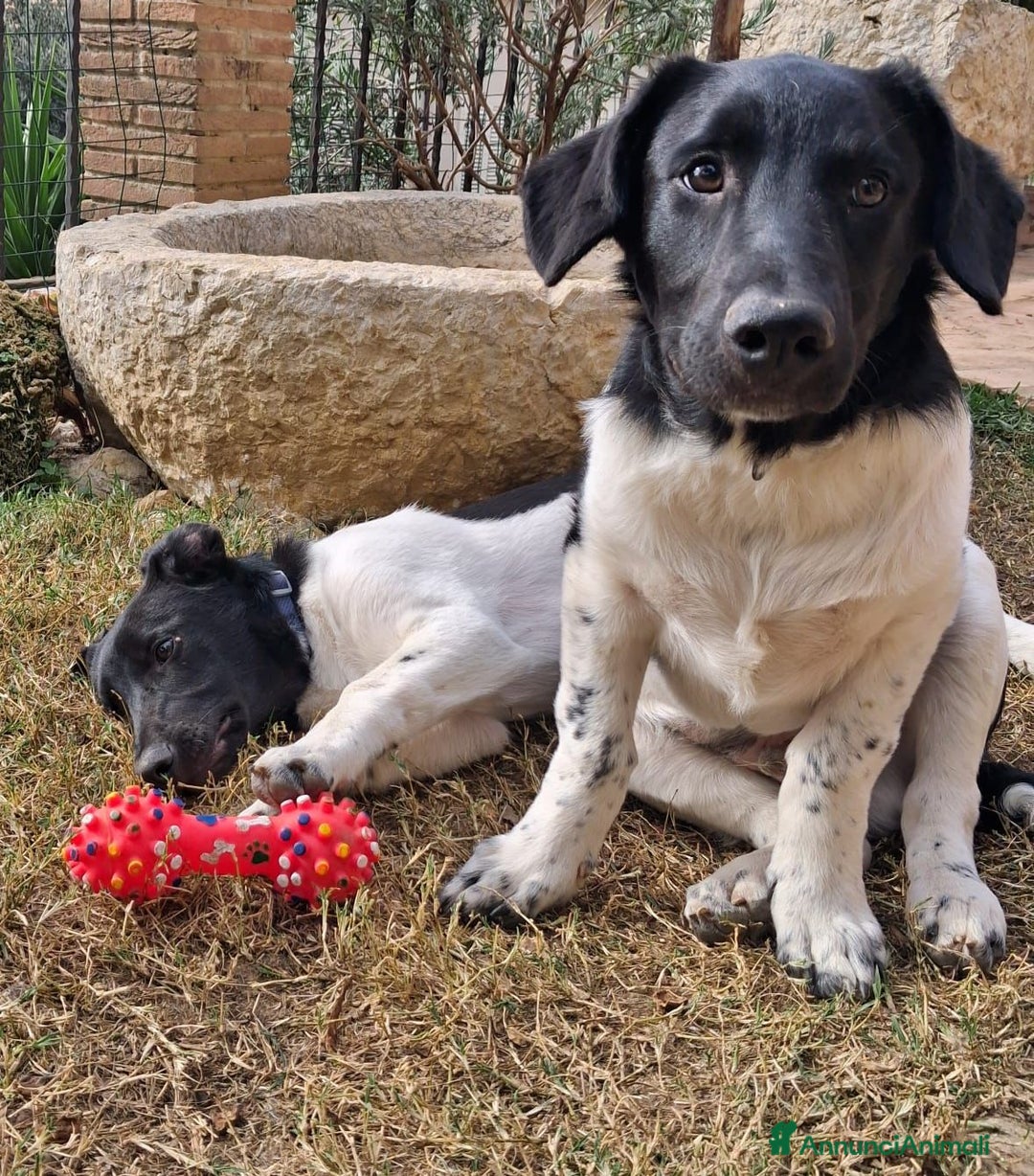 Meticcio cani in regalo: CI ADOTTI? - Annuncio 2