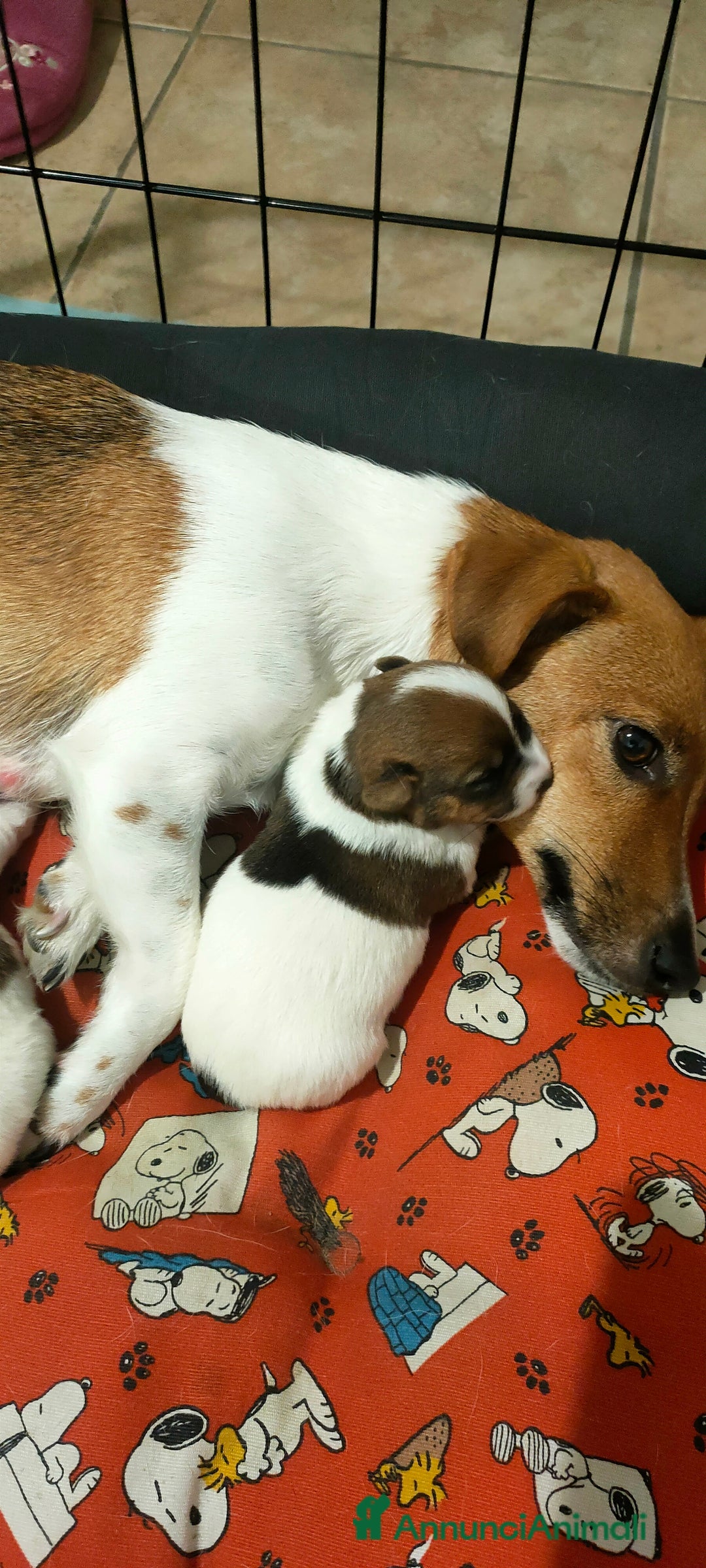 Jack Russell cani in vendita: Disponibili Jack Russell  - Annuncio 4