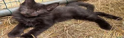 Maine Coon gatti in vendita: Cucciolo black smoke di maine coon (Tequila) - Annuncio 19