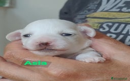 Maltese cani in vendita: Cucciole di Maltese  a Città metropolitana di Roma Capitale - Immagine 9