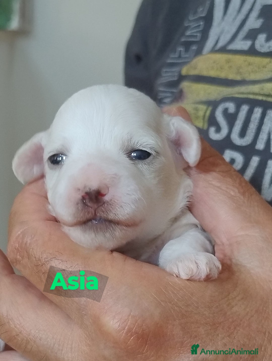 Maltese cani in vendita: Cucciole di Maltese  a Città metropolitana di Roma Capitale - Immagine 9