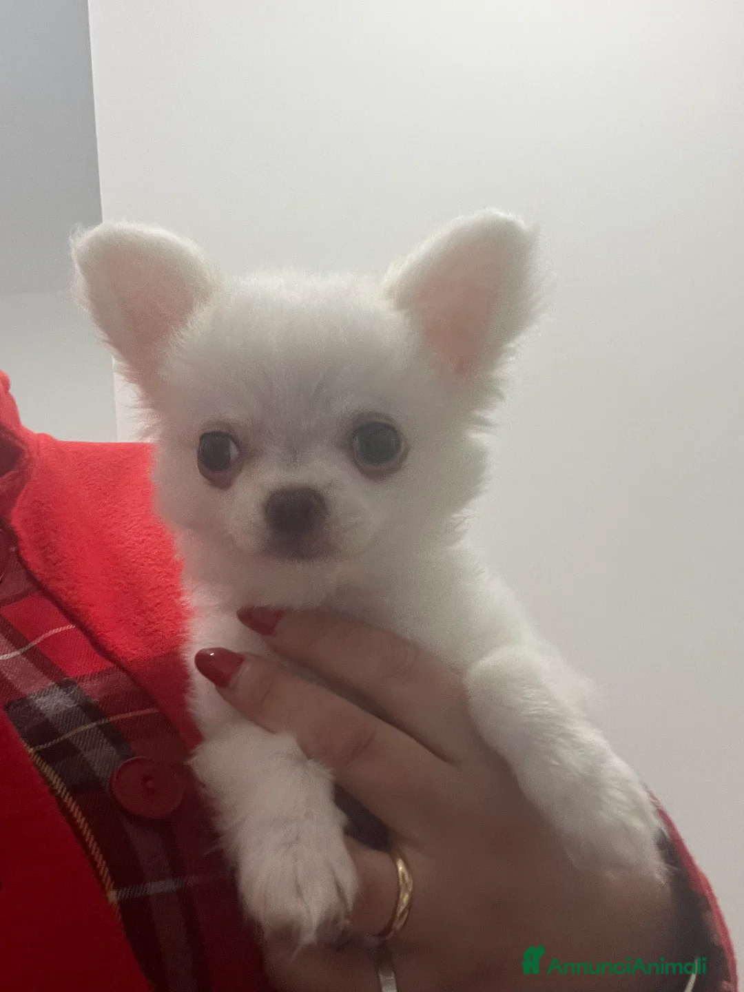 Chihuahua cani in vendita: Chihuahua con pedigree  - Annuncio 9