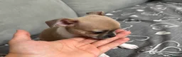 Chihuahua cani in vendita: Cuccioli di chihuahua  - Annuncio 4