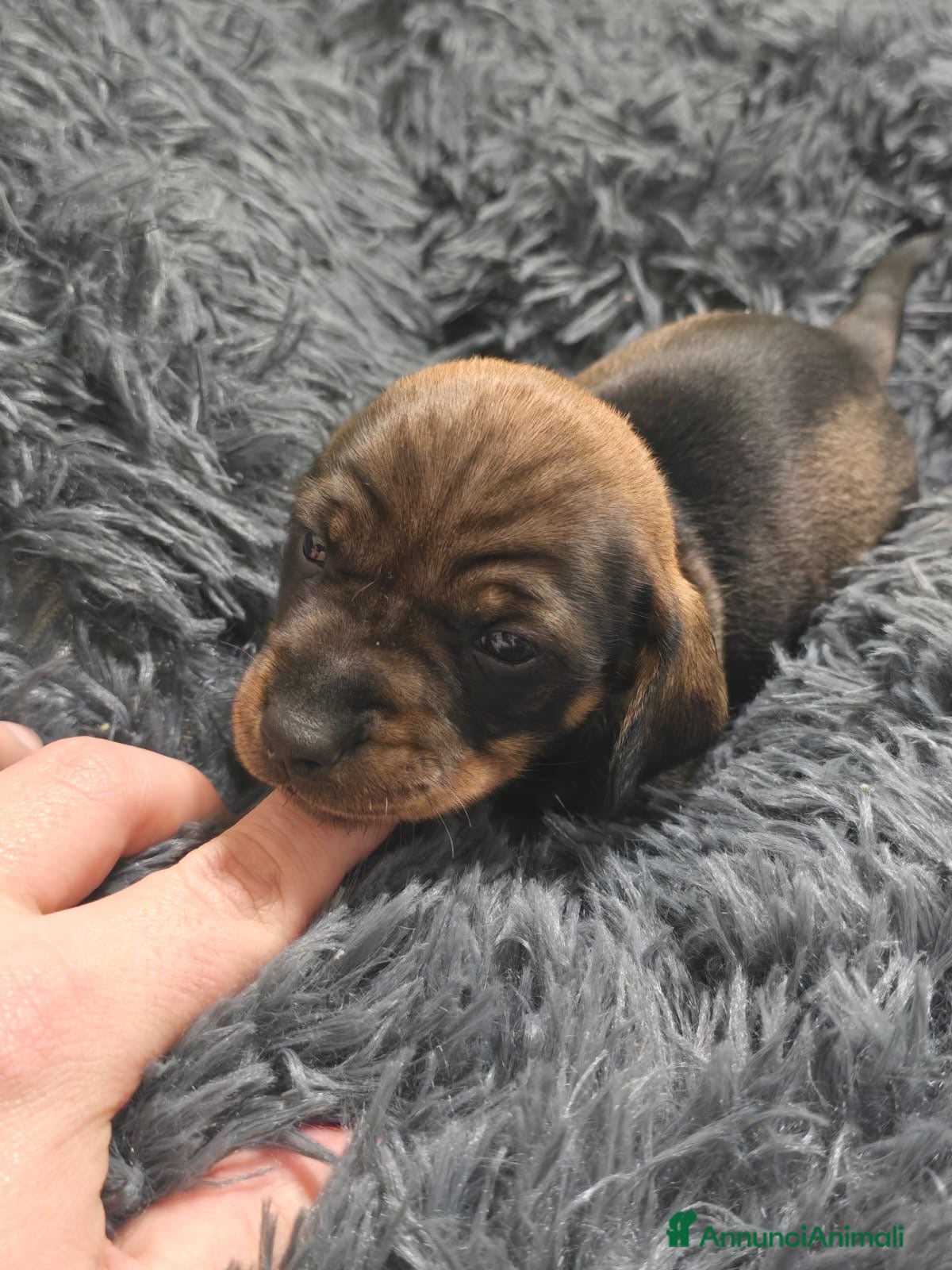 Bassotto cani Cuccioli bassotto nano - Annuncio 4