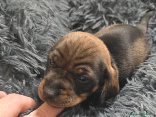 Bassotto cani Cuccioli bassotto nano - Annuncio 4