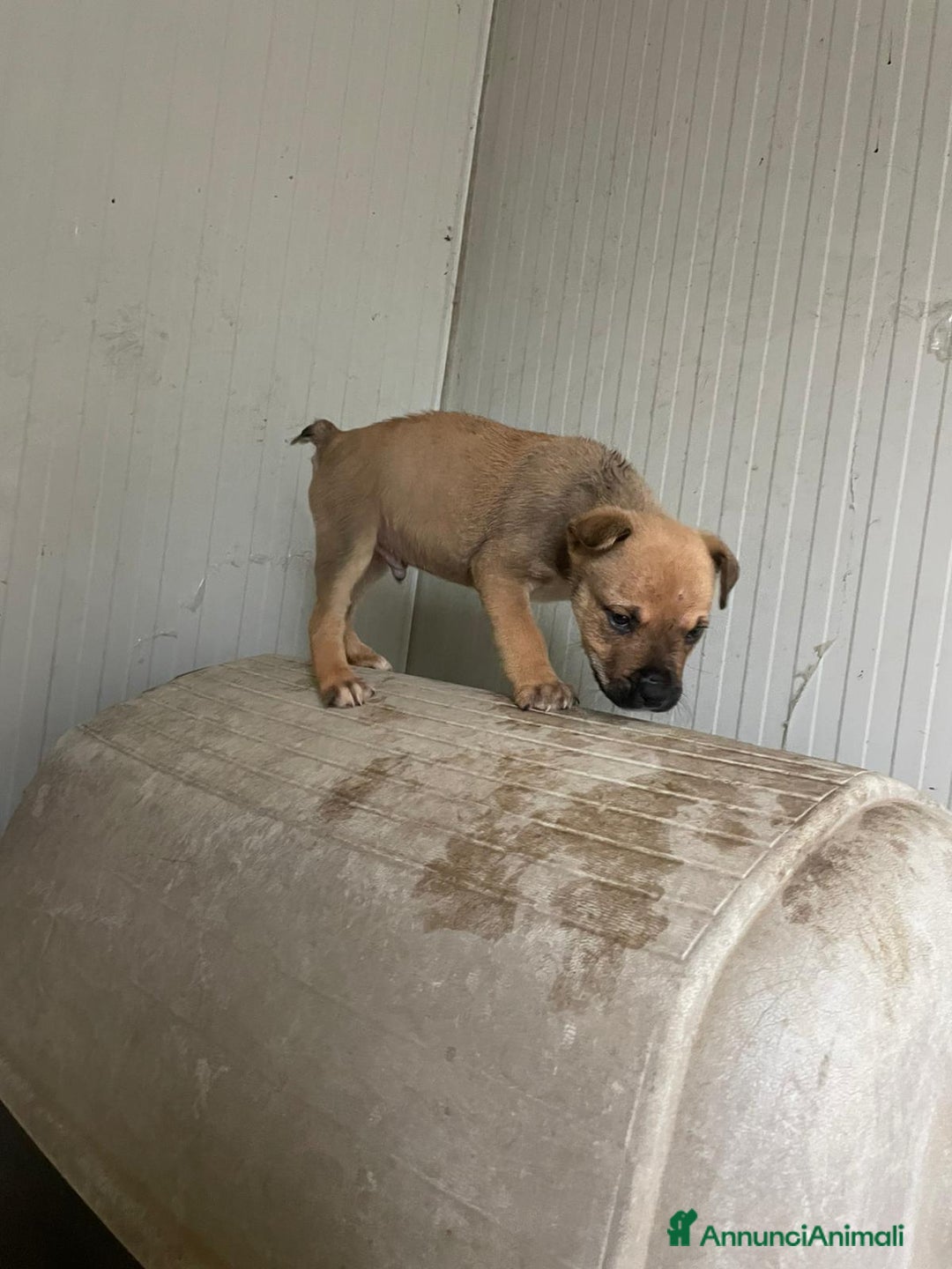 Pitbull cani in regalo: SPLENDIDI CUCCIOLOTTI MIX MOLOSSIDI - Annuncio 3