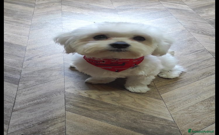Maltese cani a Provincia di Asti - Annuncio 1