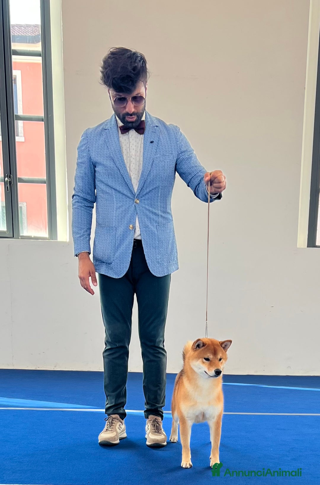 Shiba Inu cani in vendita: Shiba inu , cuccioli disponibili - Annuncio 6