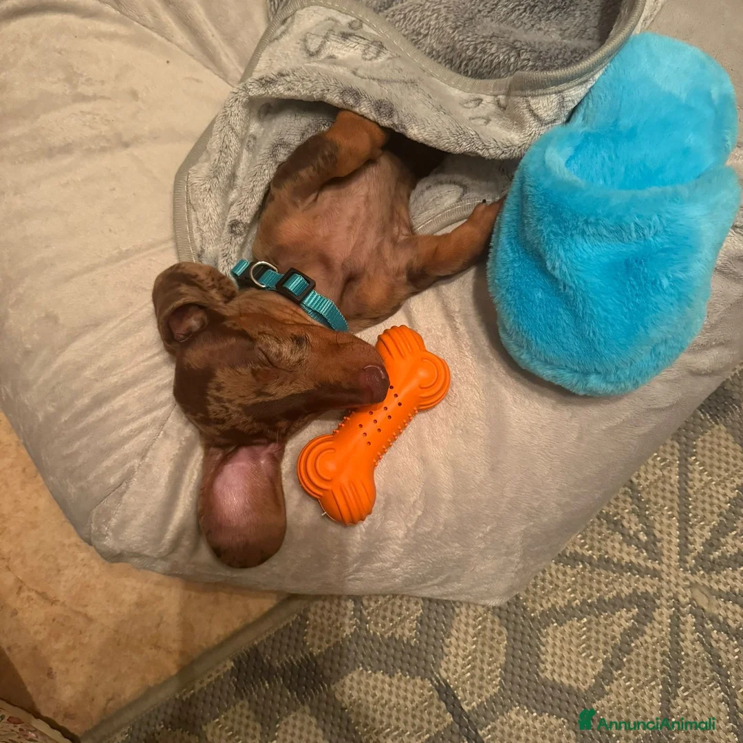 Bassotto cani in vendita: Bassotto arlecchino e cioccolato femmina e maschio - Annuncio 5