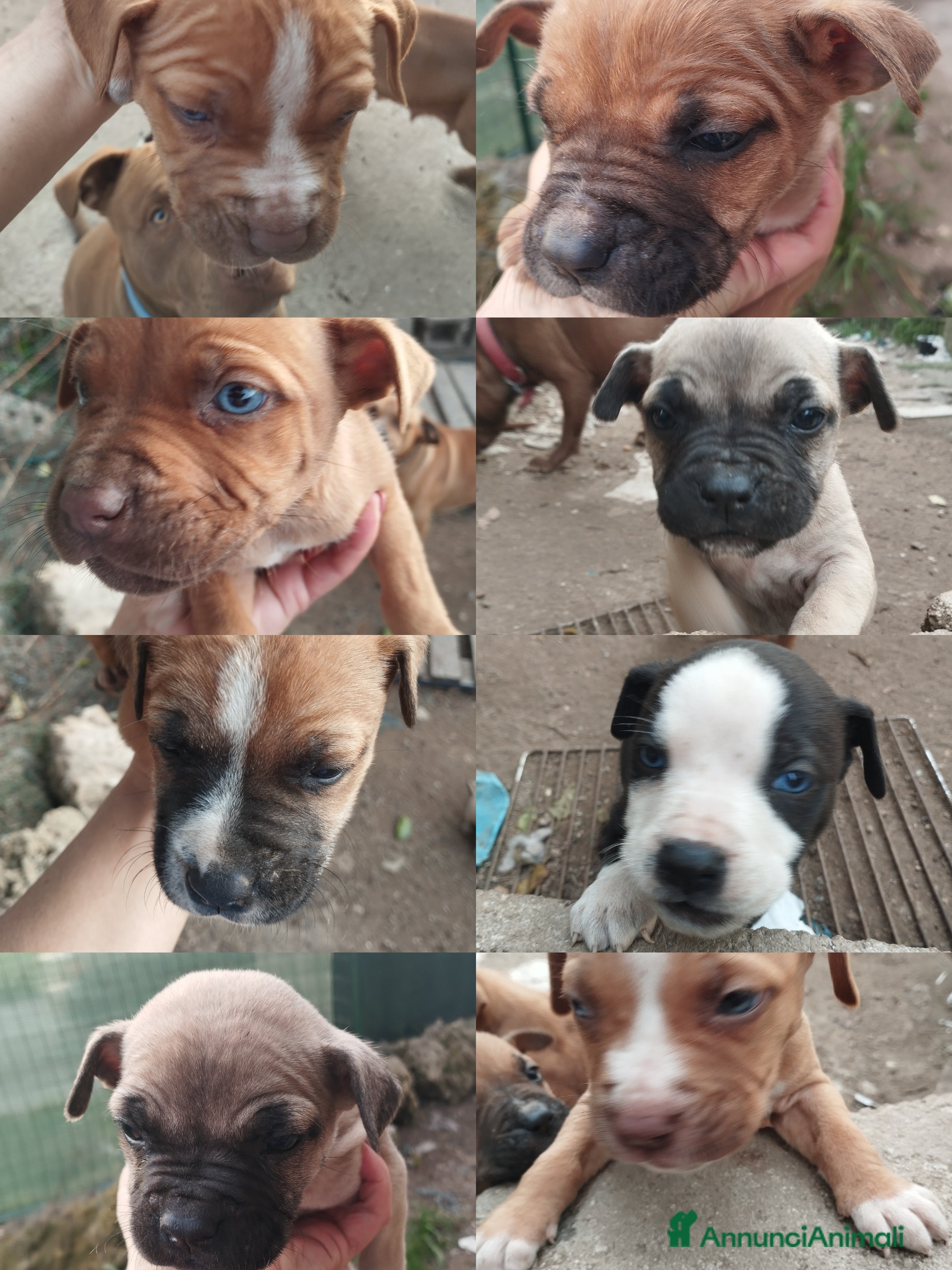 Pitbull cani Regalo cuccioli  - Annuncio 1