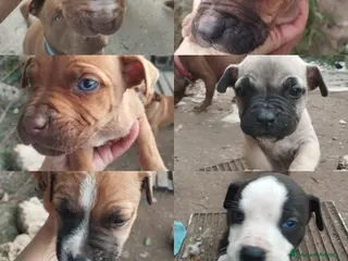 Pitbull cani Regalo cuccioli - Annuncio 1