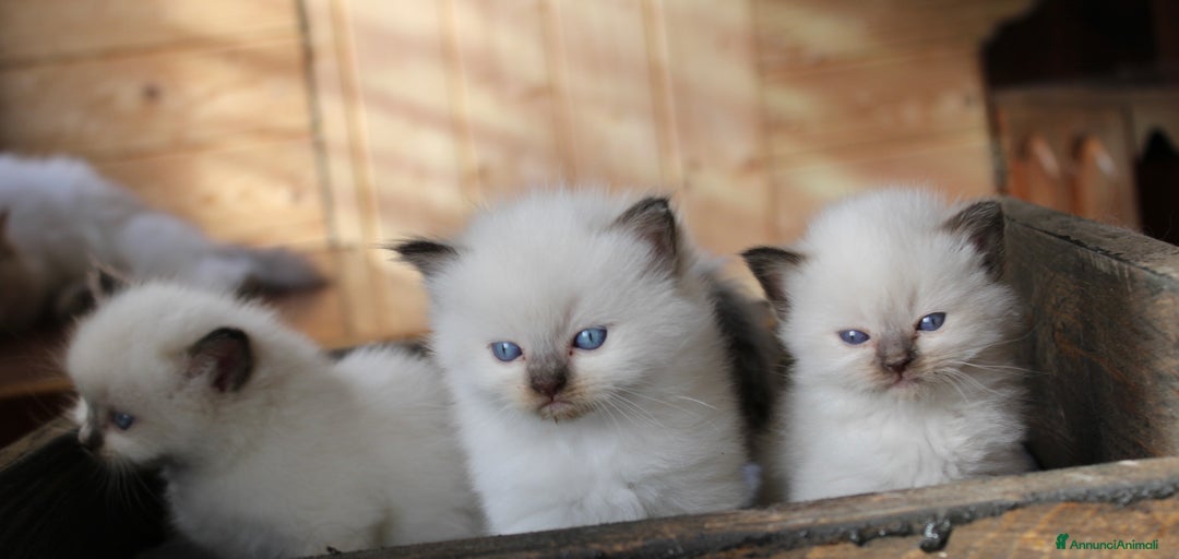 Immagine della galleria {{count}}