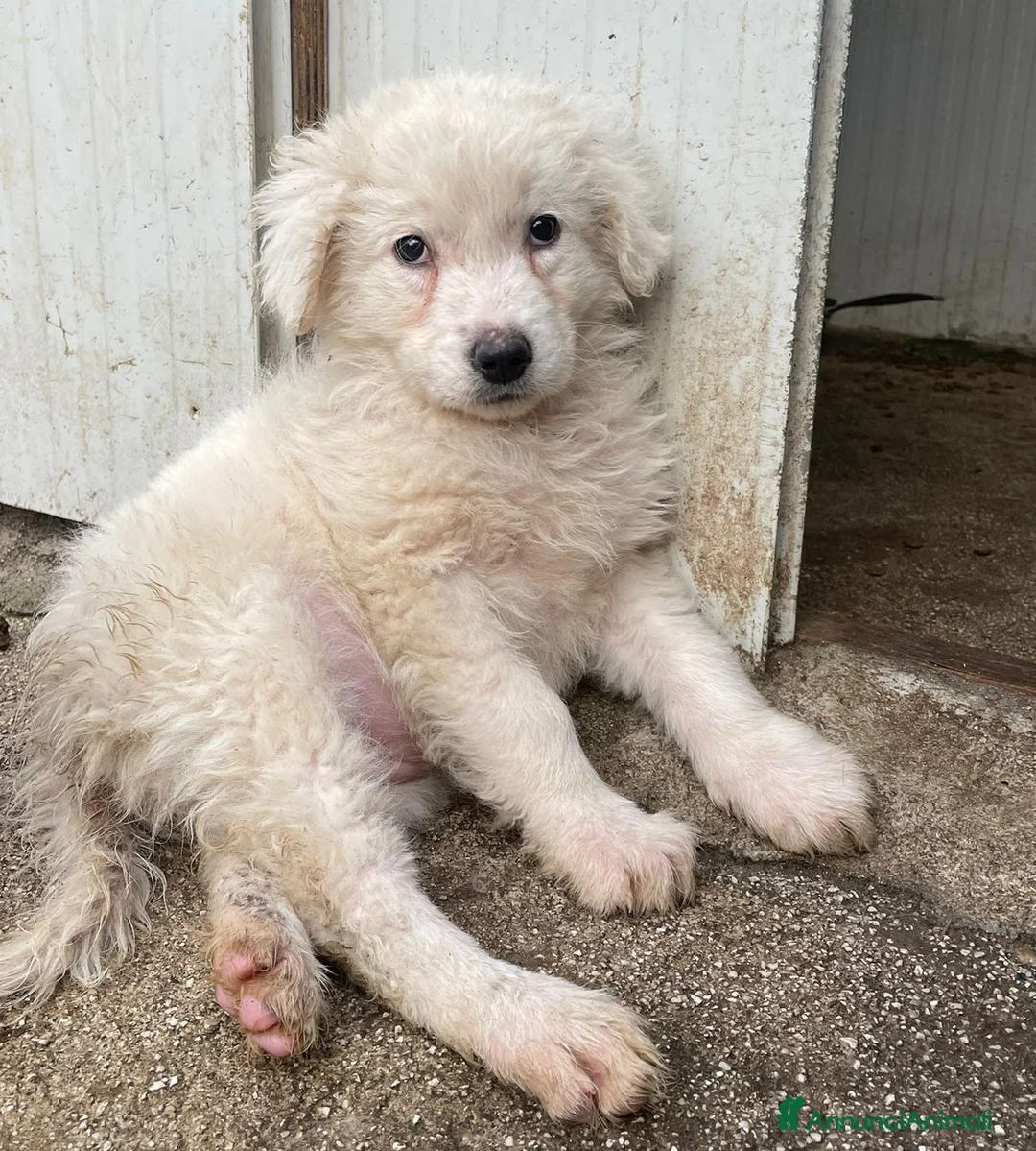 Meticcio cani in regalo: TENERE SORELLINE DA ADOTTARE - Annuncio 2