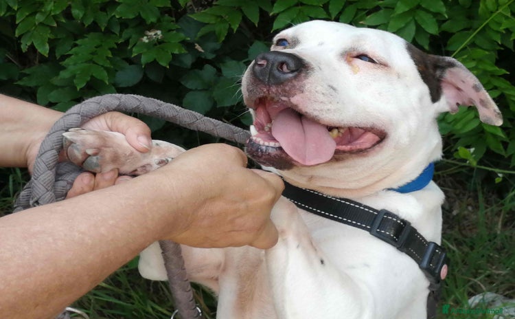 American Staffordshire cani a Città metropolitana di Roma Capitale - Annuncio 2