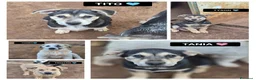 Meticcio cani in regalo: TANIA, TITO, TURBO, TYSON E TRISTAN, - Annuncio 1