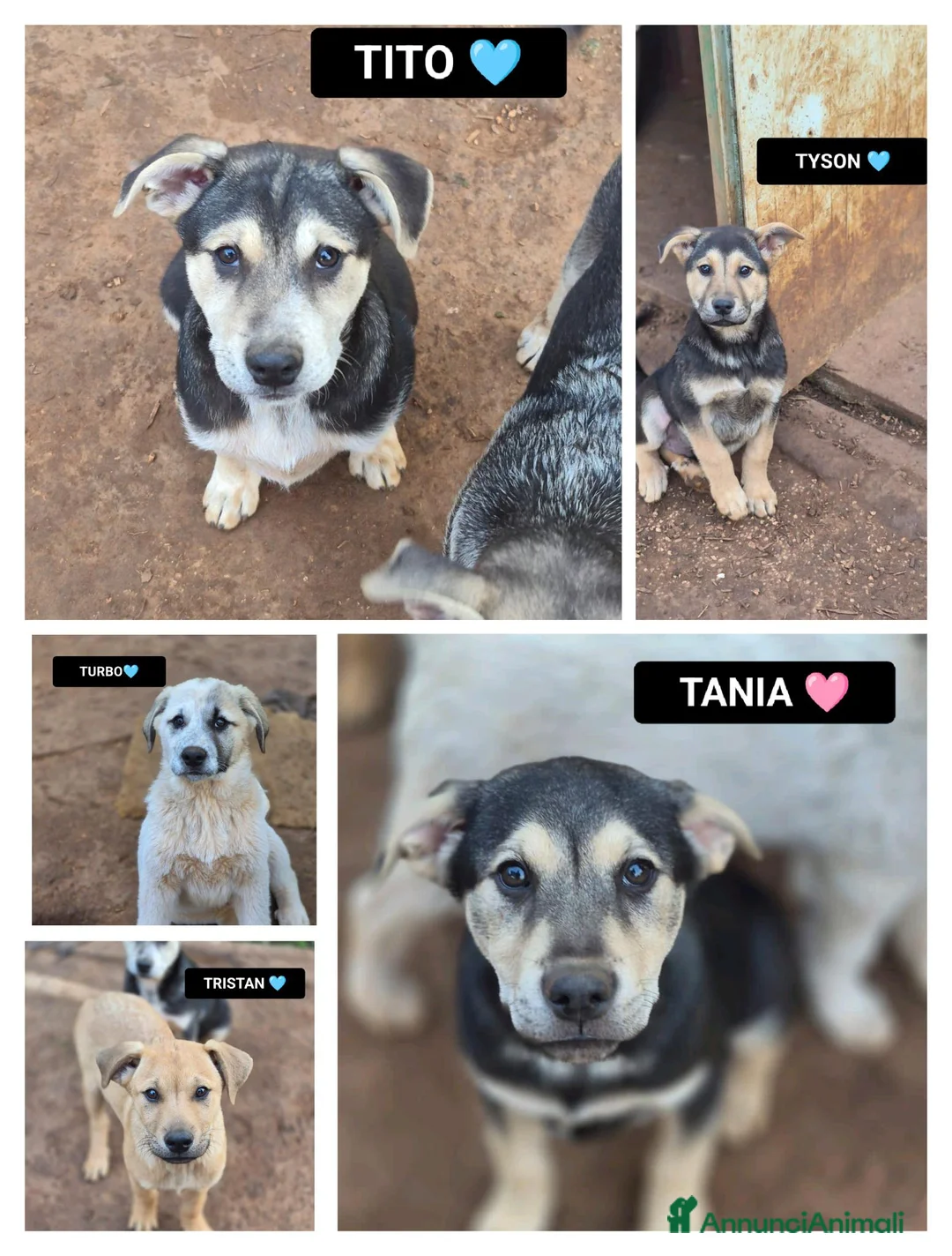 Meticcio cani in regalo: TANIA, TITO, TURBO, TYSON E TRISTAN, - Annuncio 1