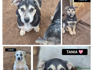 Meticcio cani TANIA, TITO, TURBO, TYSON E TRISTAN, - Annuncio 13
