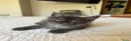 Maine Coon gatti in vendita: Maine Coon cucciolo pedigree ANFI - Annuncio 6