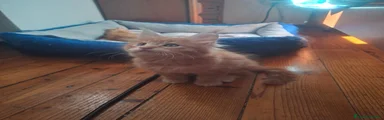 Maine Coon 3