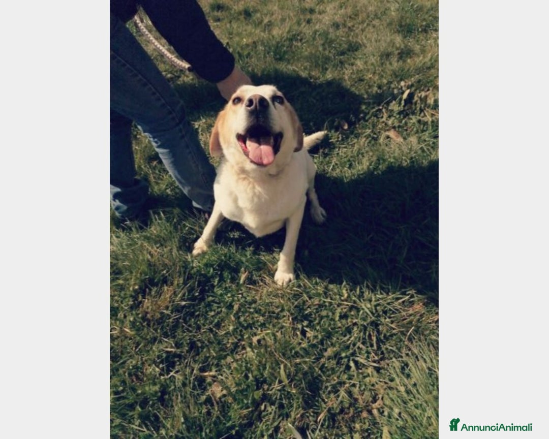 Meticcio cani in regalo: LALO, cane meticcio labrador Maschio a Latina - Annuncio 4