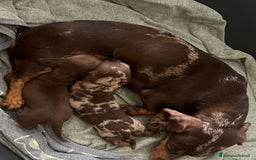 Bassotto cani in vendita: Bassotto chocolate a Città Metropolitana di Napoli - Immagine 6