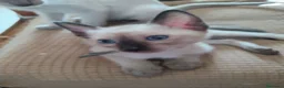 Thai gatti in vendita: Siamese tradizionale, Thai microchip e pedigree  - Annuncio 4