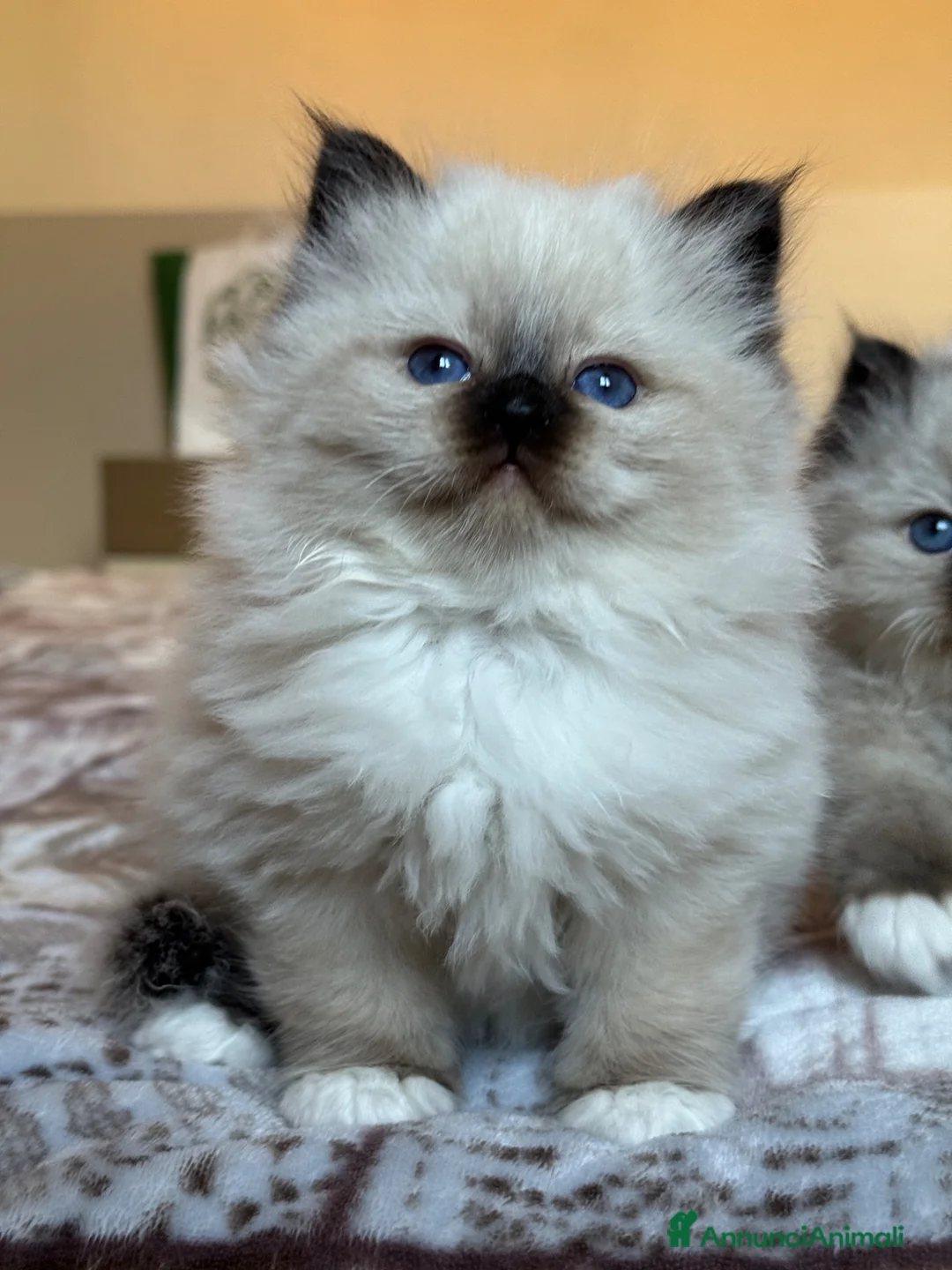 Sacro di Birmania gatti in vendita: Sacro di Birmania con pedigree disp. da maggio - Annuncio 5