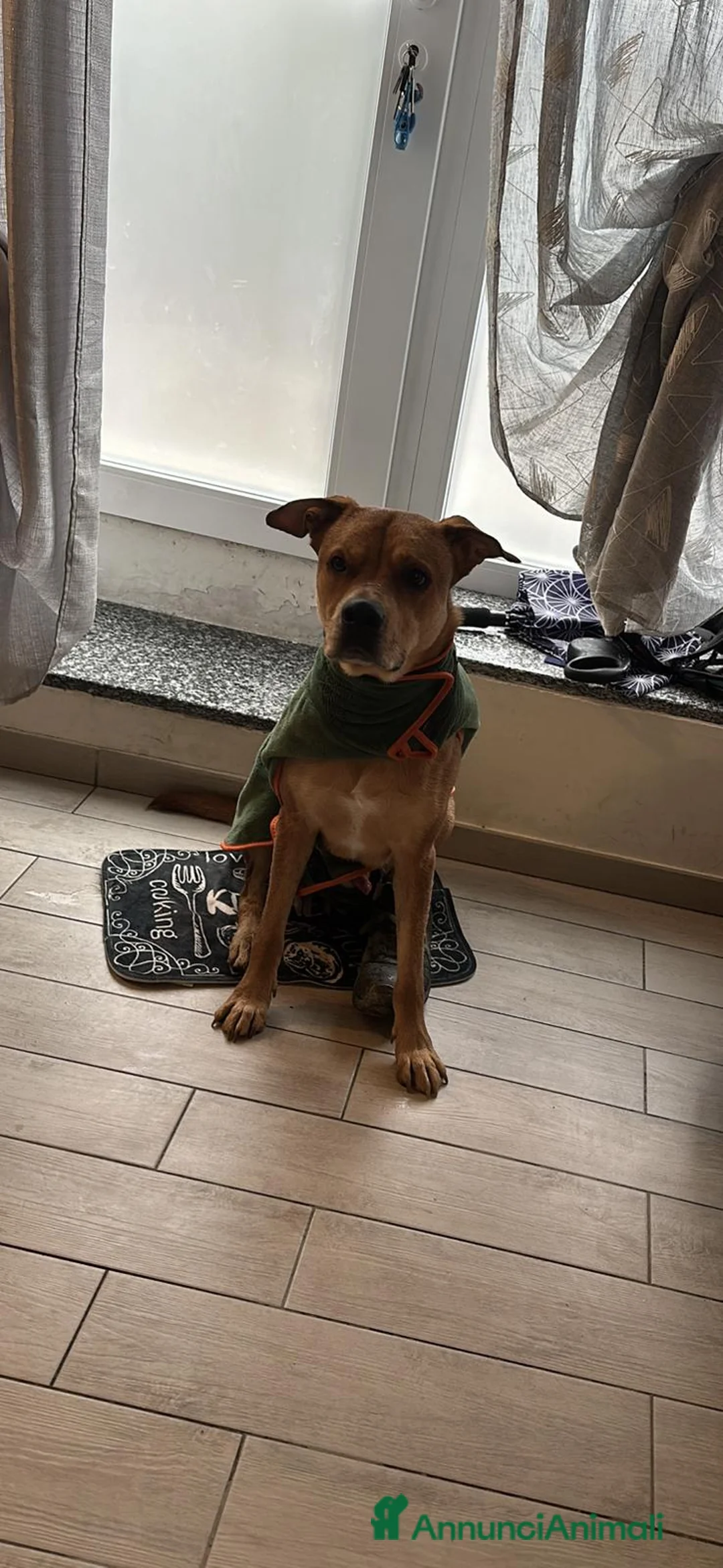 Meticcio cani in regalo: CANE ADULTO a Città metropolitana di Milano - Annuncio 3