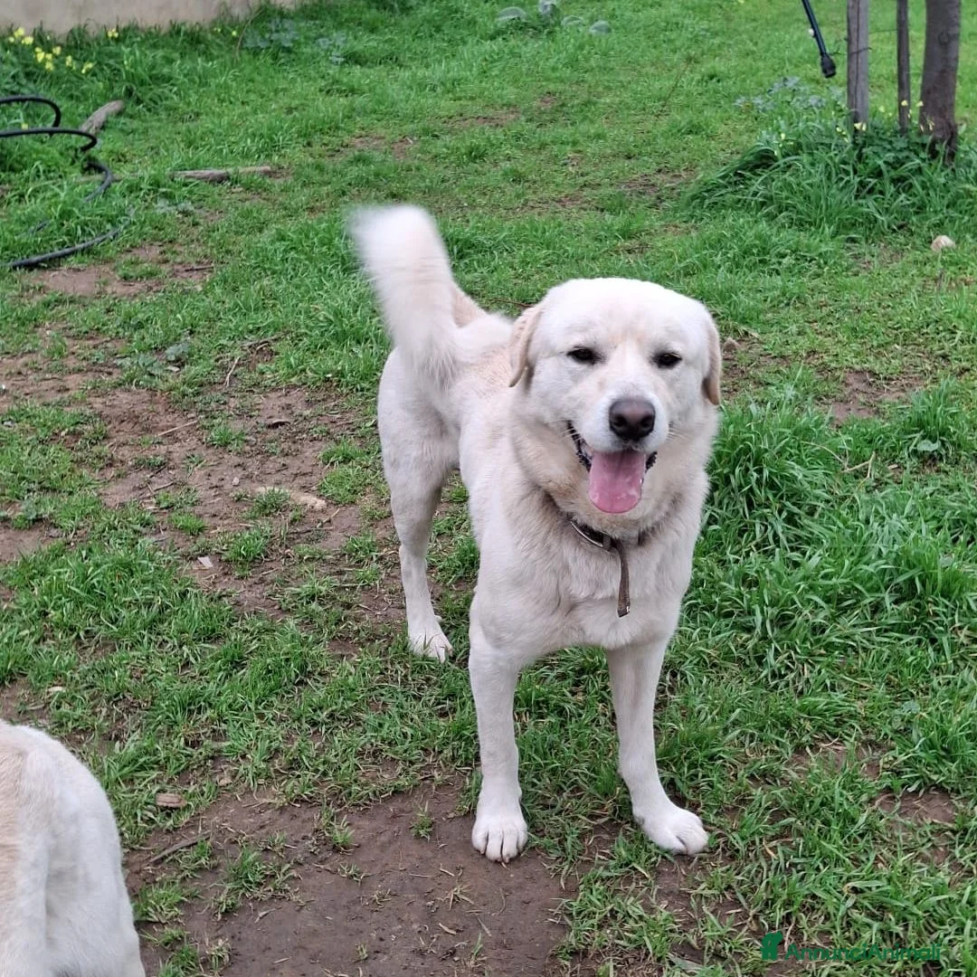 Meticcio cani in regalo: WATSON💙-dolce e allegro, nessuno chiama per lui🥲 - Annuncio 2