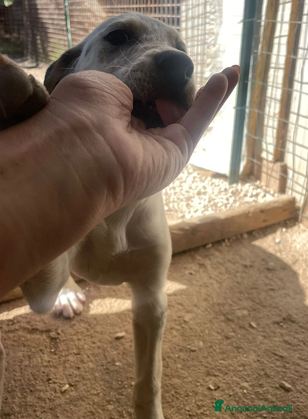 Meticcio cani in regalo: CUCCIOLE DI DUE MESI E MEZZO IN CERCA DI CASA a Città Metropolitana di Firenze - Annuncio 1