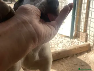 Meticcio cani CUCCIOLE DI DUE MESI E MEZZO IN CERCA DI CASA - Annuncio 2
