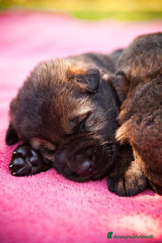 Pastore Tedesco cani Cucciolo maschio grigio. Pastore tedesco - Annuncio 1