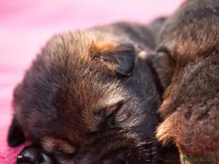 Pastore Tedesco cani in vendita: Cucciolo maschio grigio. Pastore tedesco - Annuncio 4