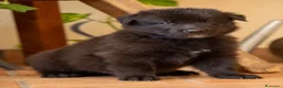 Pastore Belga cani in vendita: Cuccioli di pastore belga - Annuncio 12