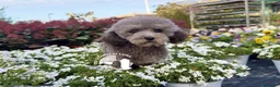 Barboncino Toy cani in vendita: Cuccioli Barboncino Toy Genitori Testati e Campion - Annuncio 3