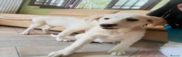 Meticcio cani in regalo: Cucciole 3 mesi e mezzo vaccinate - Annuncio 6