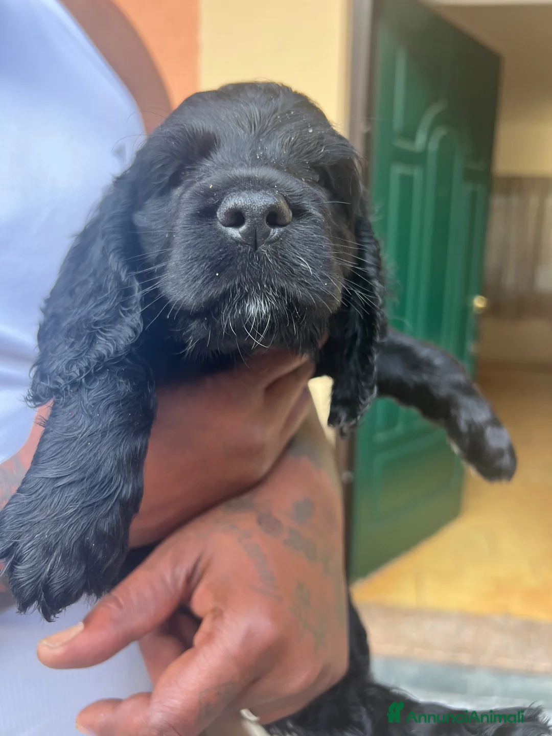 Cocker cani in vendita: Cuccioli di cocker - Annuncio 2