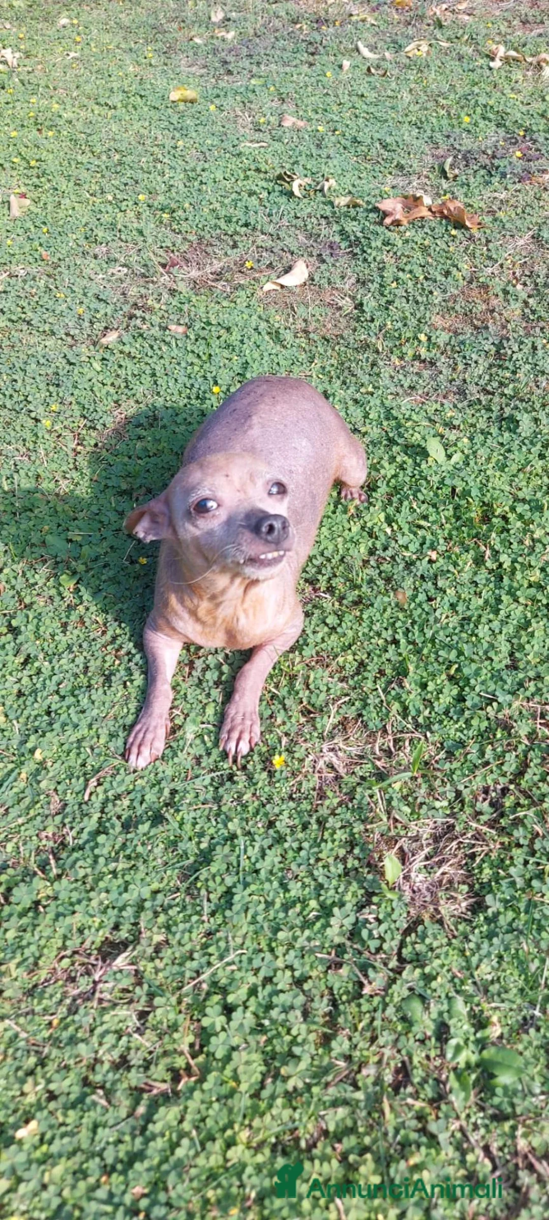 Pinscher Miniatura cani in vendita: Giuly Cerca Una Nuova Famiglia a Provincia di Vicenza - Annuncio 2