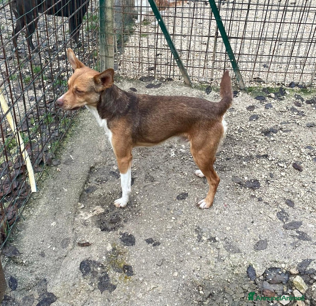 Meticcio cani in regalo: IL PICCOLO E TENERO CANGU - Annuncio 3