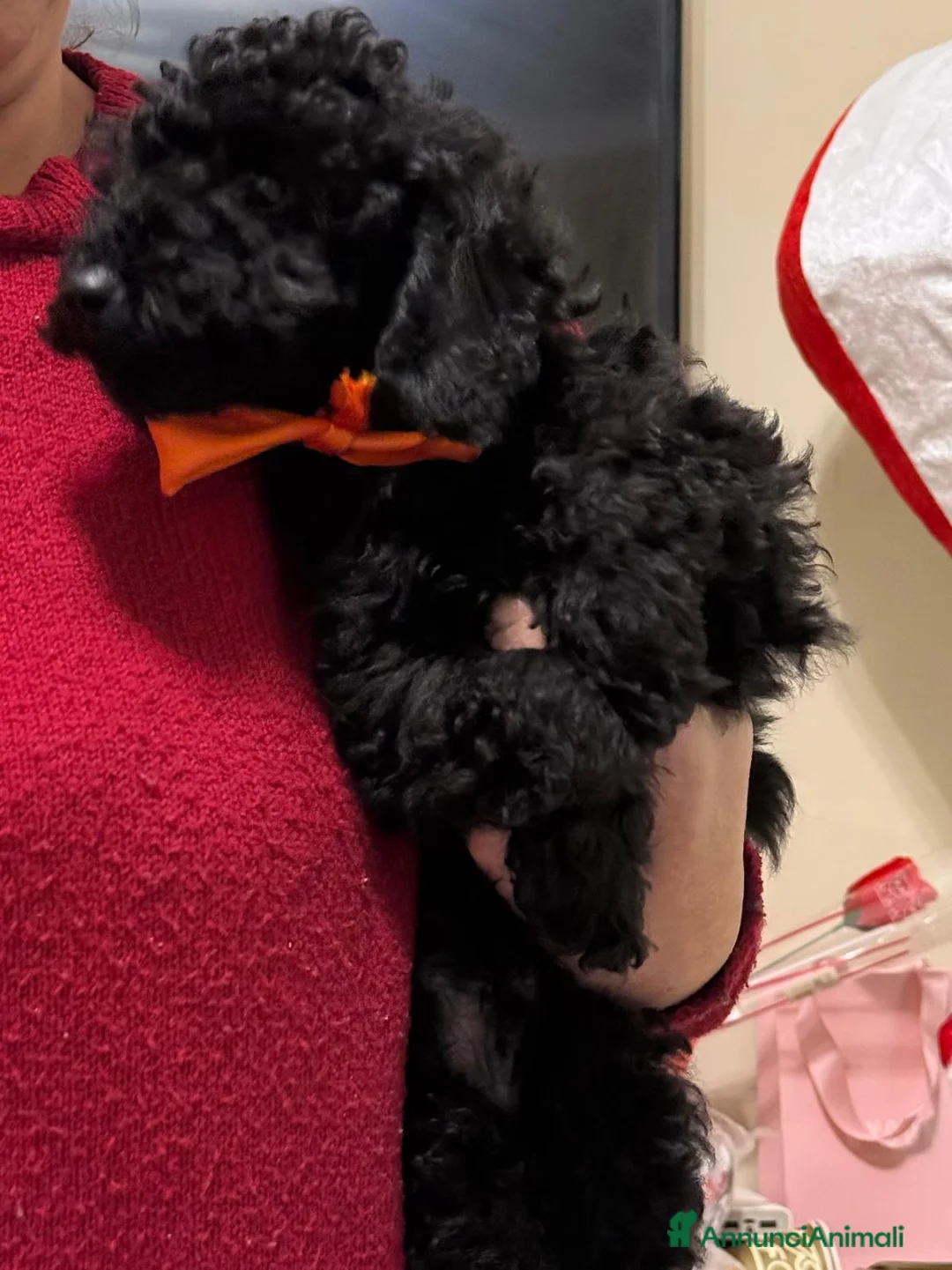 Barboncino cani in vendita: barboncino - Annuncio 4