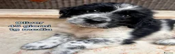 Meticcio cani in regalo: TANTI CUCCIOLI SOLI a Provincia di Vicenza - Annuncio 5