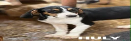 Meticcio cani in regalo: HULYA, cucciolotta super simpatica! - Annuncio 3