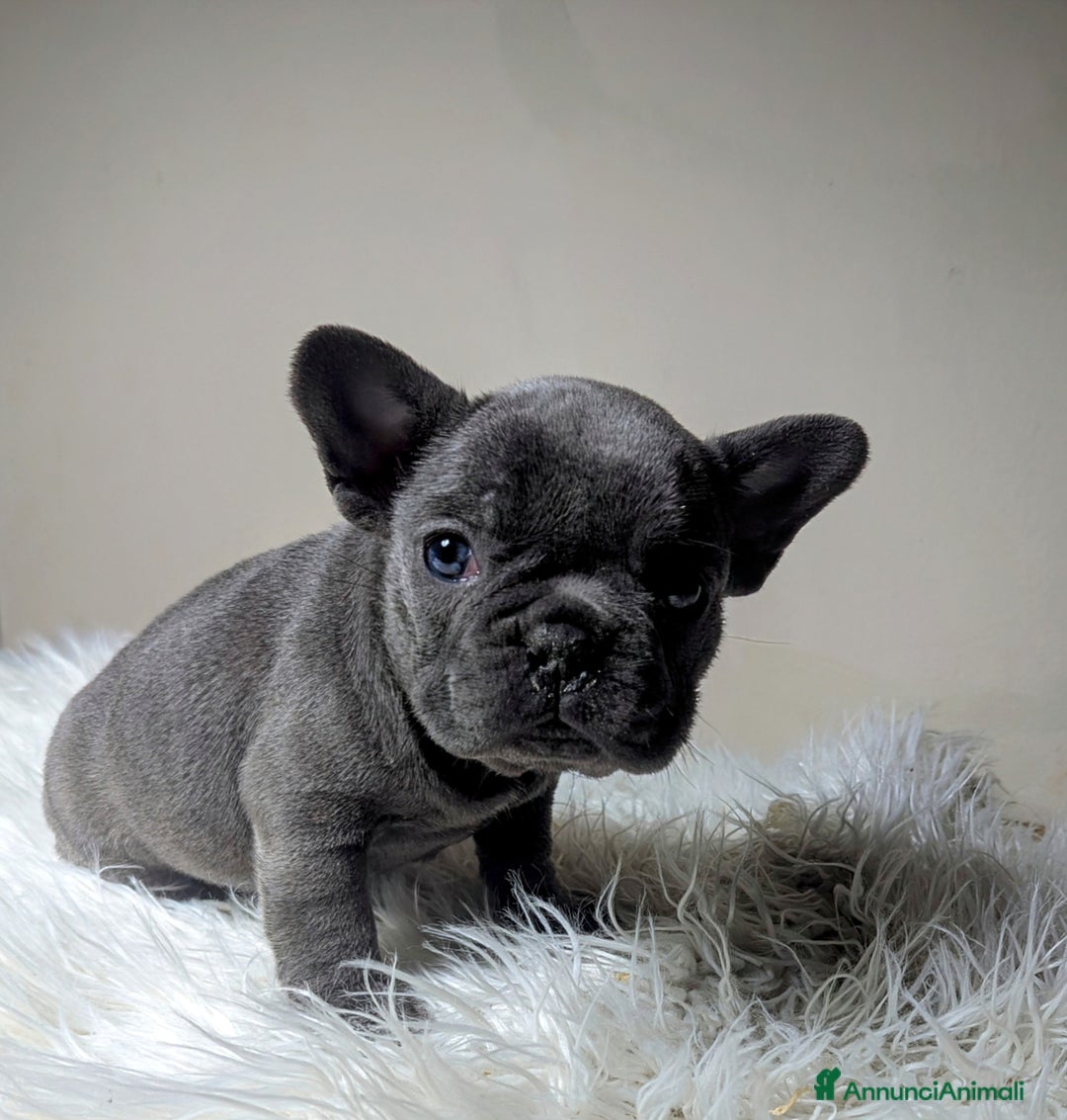 Bulldog Francese cani in vendita: Bulldog francese blu e blu fawn - Annuncio 5