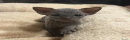 Sphynx gatti in vendita: Prenotazione cuccioli di Sphynx con pedigree  - Annuncio 5