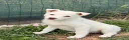 Meticcio cani in regalo: La piccola Falena  - Annuncio 7