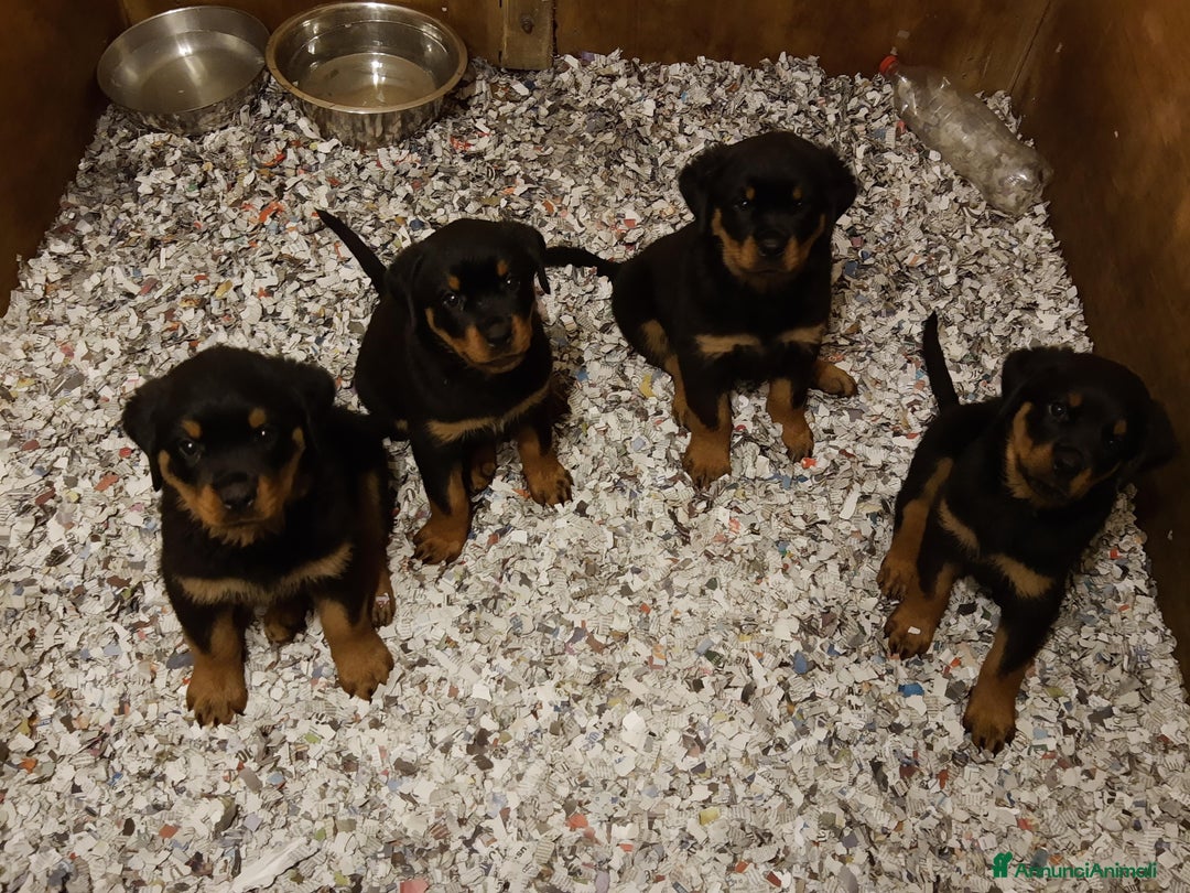 Immagine della galleria {{count}}