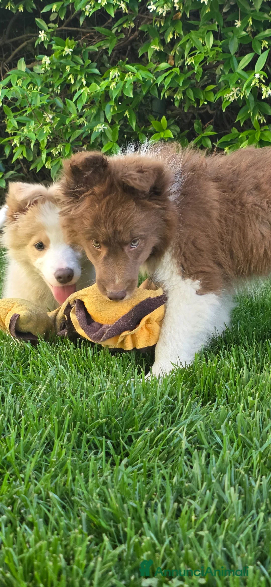 Border Collie cani in vendita: Border collie  - Annuncio 2