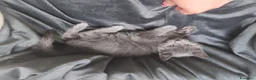 Certosino gatti in vendita: Gattina certosino  - Annuncio 2