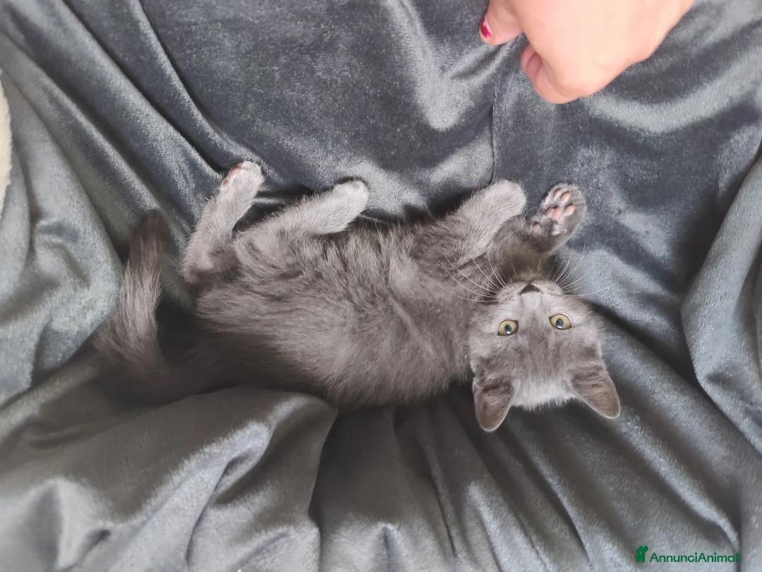 Certosino gatti in vendita: Gattina certosino  - Annuncio 2